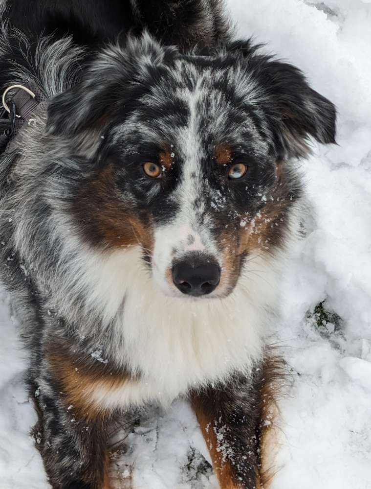 Hundetreffen-Trainings- und Gassirunden-Profilbild