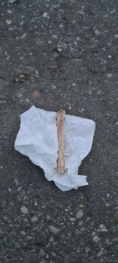 Giftköder-Knochen gefunden-Profilbild