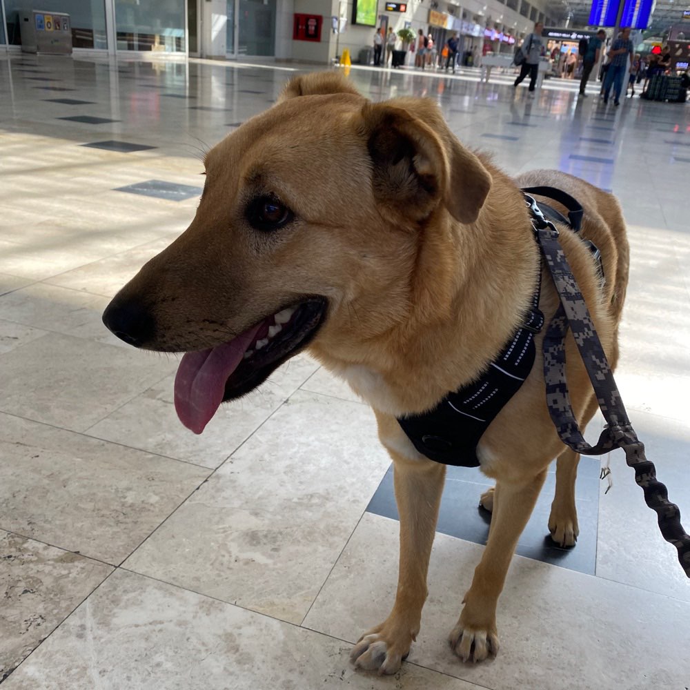 Hundetreffen-Spielen und gassi gehen mit Umut:)-Profilbild