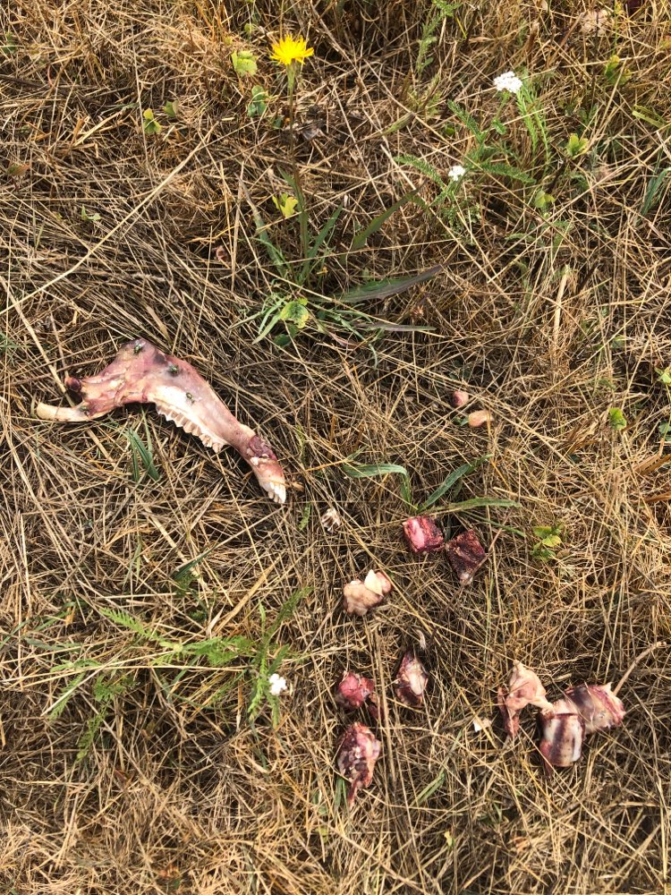 Giftköder-Knochen (Splitter und ganze)-Profilbild