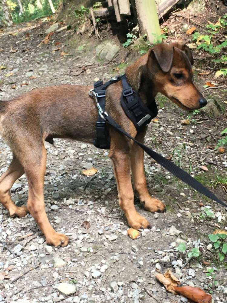 Hundetreffen-Welpentreffen Pinakothek / Theresienwiese-Profilbild