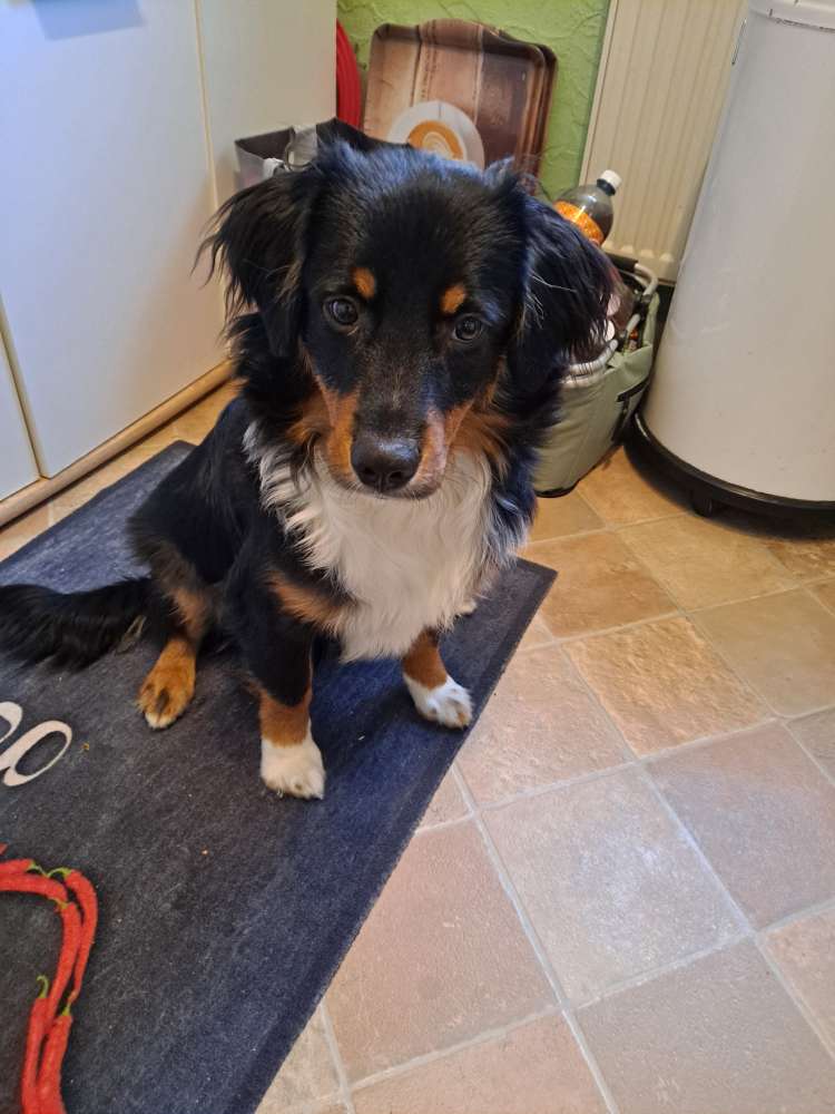 Hundetreffen-Junghund 7 Monate-Profilbild