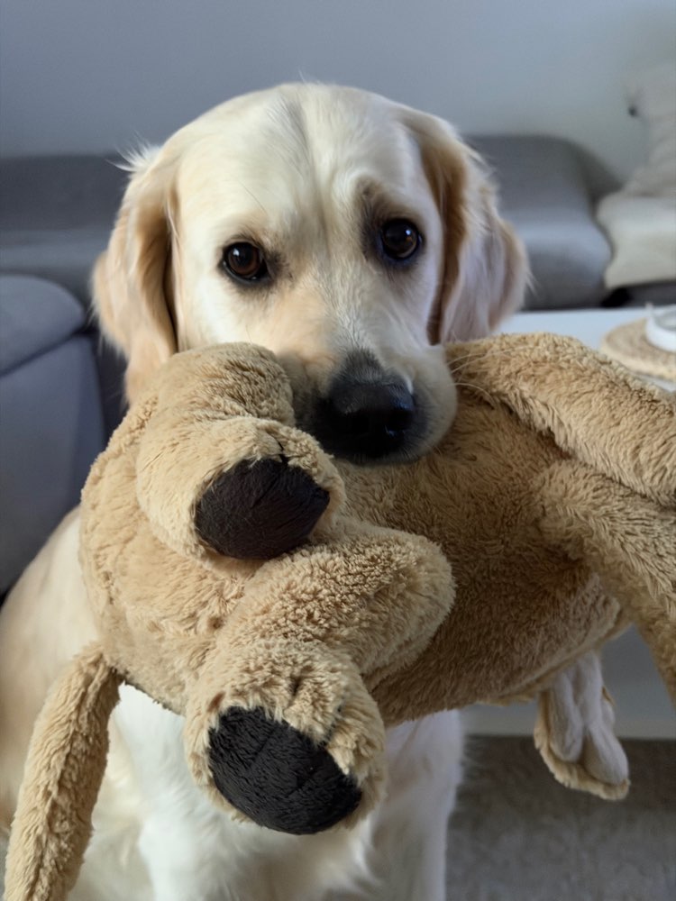 Hundetreffen-Gassi- und Spielfreunde gesucht 🐶🐾-Profilbild