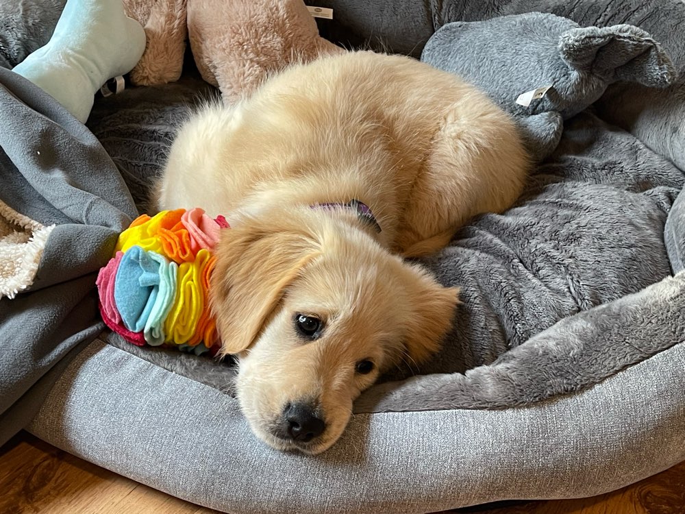 Hundetreffen-Welpentreffen Langenhorn Heidberg-Profilbild
