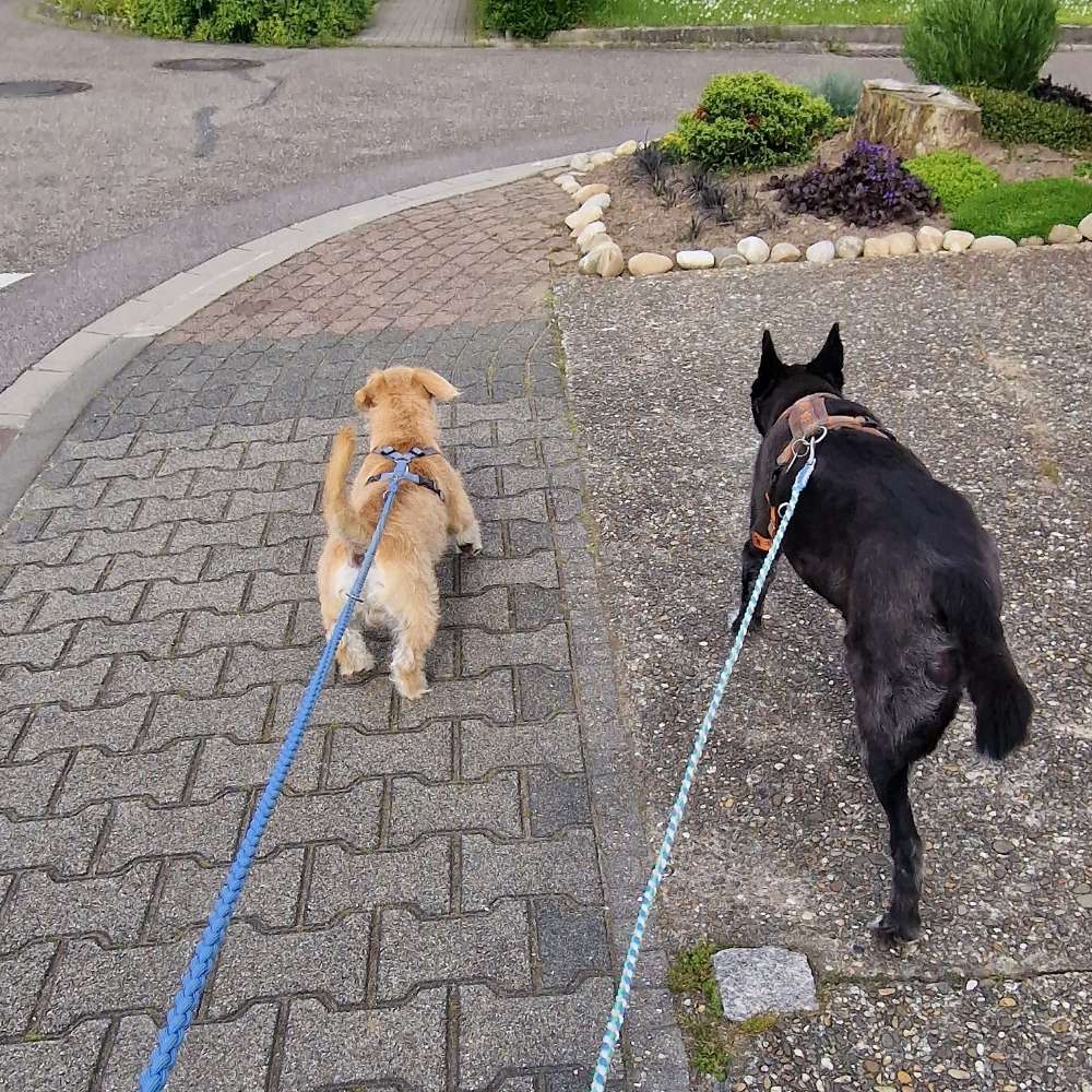 Hundetreffen-Tolerante Hunde für Junghund gesucht-Profilbild