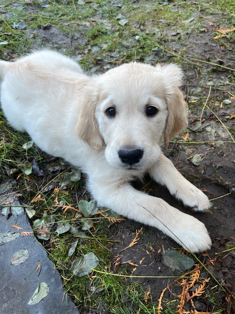 Hundetreffen-Welpentreffen-Profilbild