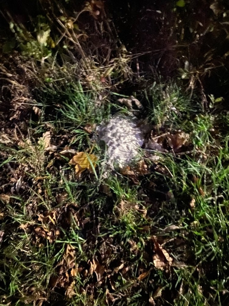 Giftköder-Weises Pulver im Wiesengrund-Profilbild