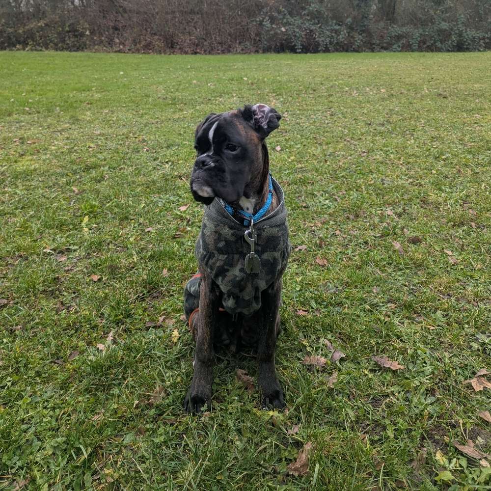 Hundetreffen-Gassitreffen-Profilbild