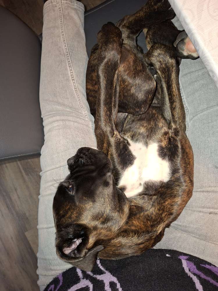 Hundetreffen-Gassitreffen-Profilbild