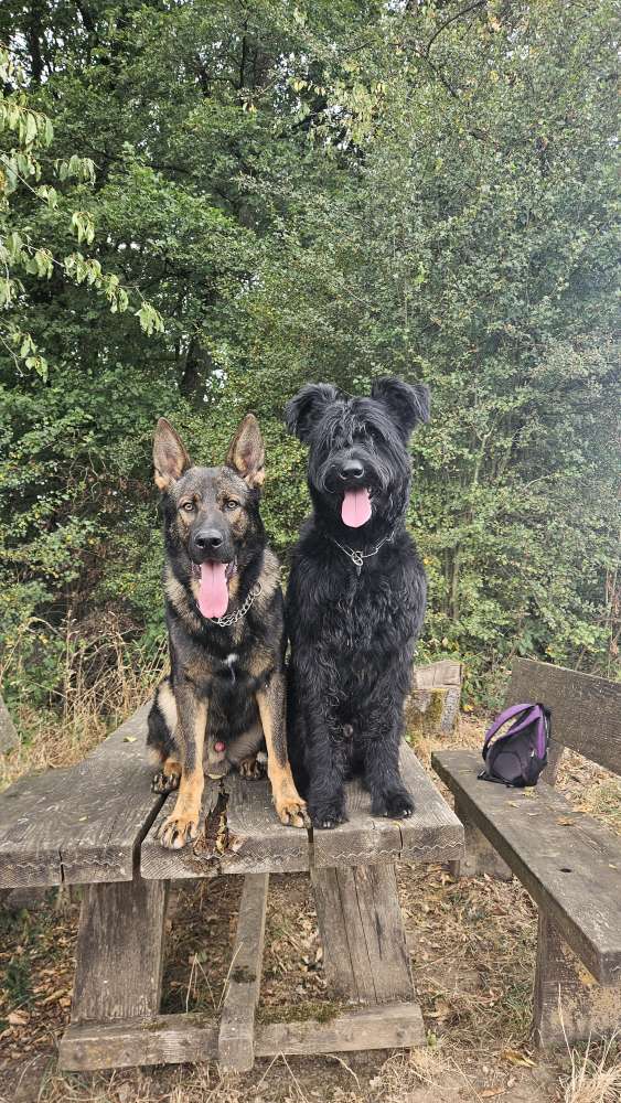 Hundetreffen-Hundefreund/in gesucht 🐶💖-Profilbild
