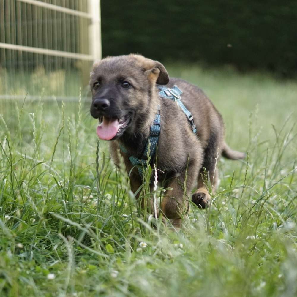 Hundetreffen-Welpentreffen-Profilbild