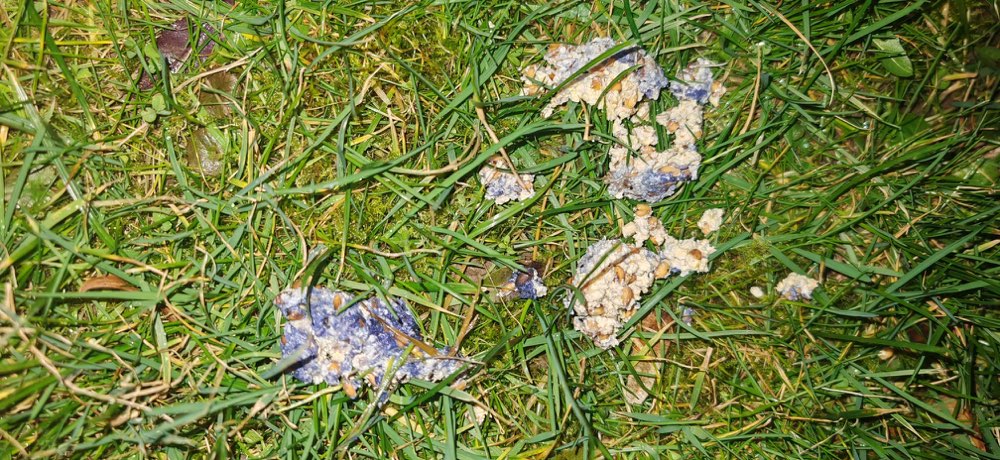 Giftköder-Gift-Profilbild