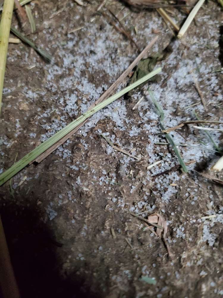 Giftköder-Mögliche Giftköder im Pferdestall-Profilbild