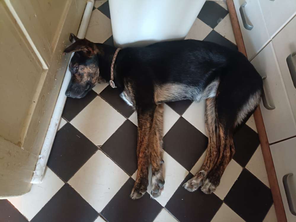 Hundetreffen-Spiel+Lauf-Treff-Profilbild