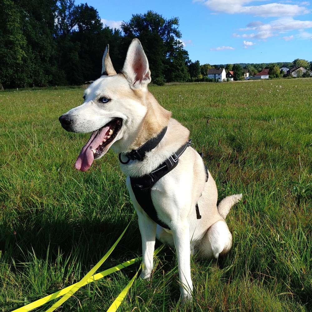 Hundetreffen-Hundefreunde und Trainingspartner gesucht :)-Profilbild