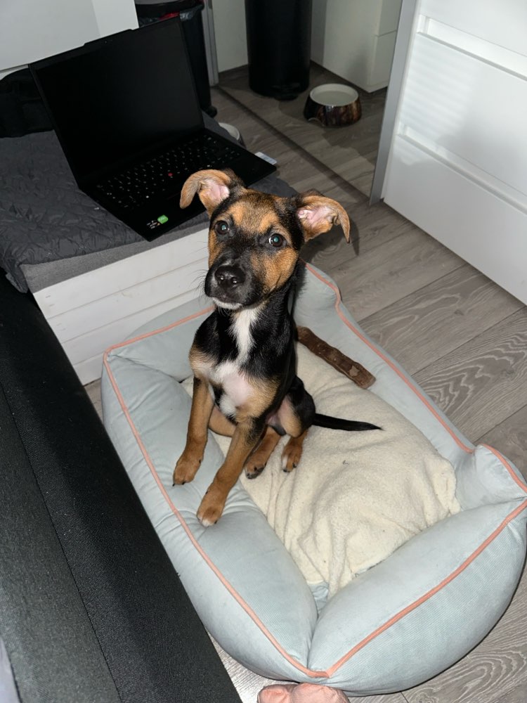 Hundetreffen-Gassi & Spieltreffen-Profilbild