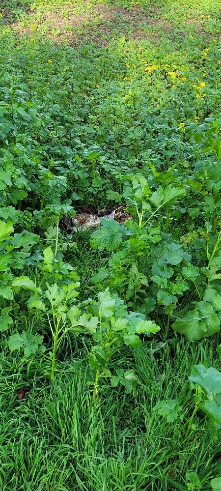 Giftköder-Undefinierbares Fundstück evtl. Müllreste-Profilbild