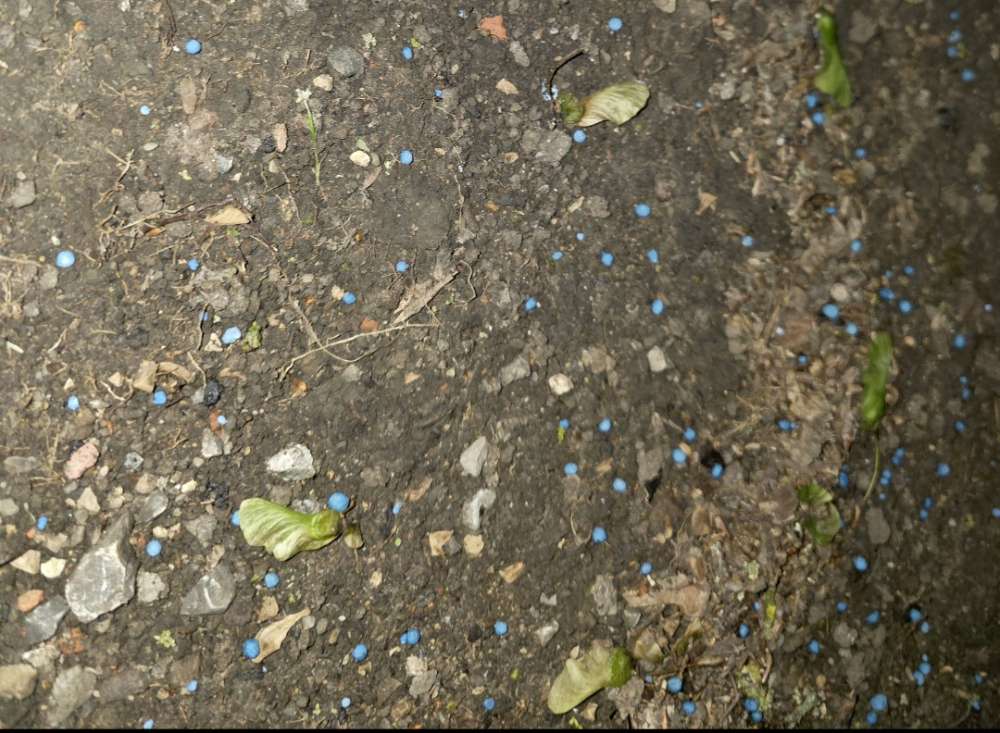 Giftköder-Blaue Kügelchen,Blaukorn?-Profilbild
