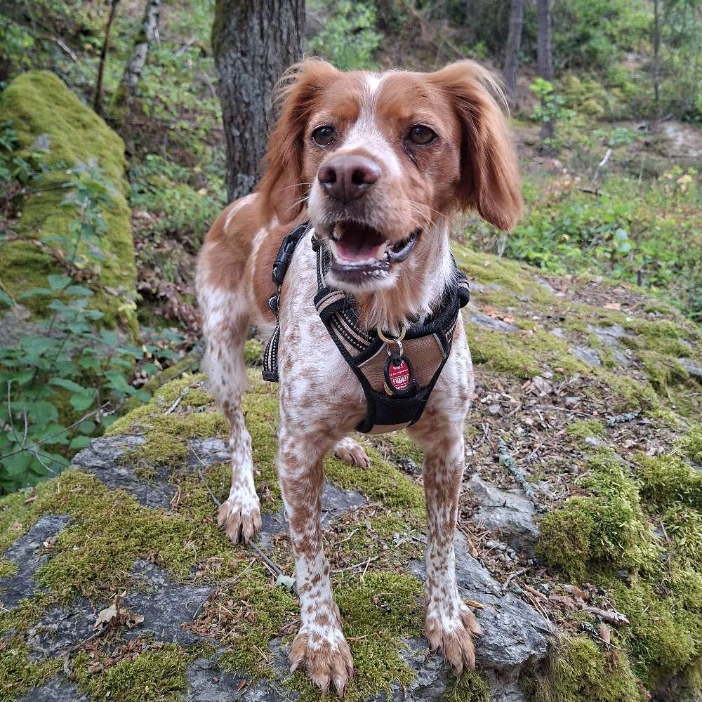 Hundetreffen-Gassifreunde gesucht 🐶-Profilbild