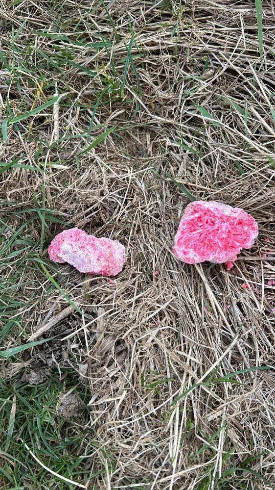 Giftköder-Giftköder-Profilbild