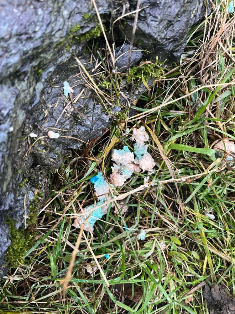 Giftköder-Sehr wahrscheinlich Giftköder-Profilbild