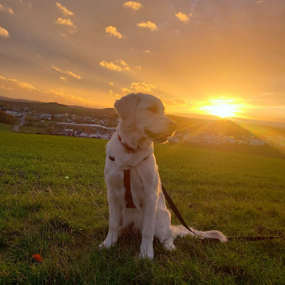 Hundetreffen-Spielkameraden gesucht-Profilbild