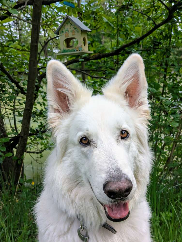 286.Handy Foto Challenge Banner