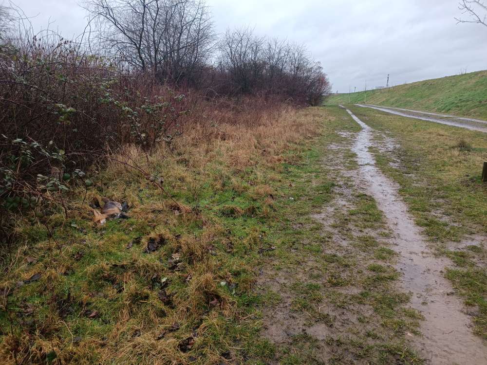 Giftköder-Toter Fuchs am Strassenrand-Profilbild