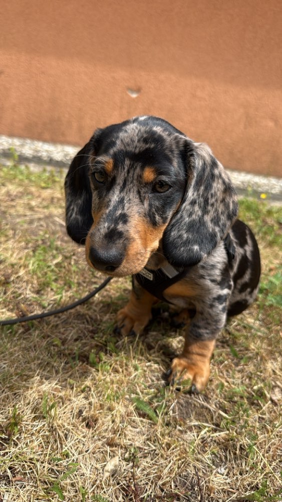 Hundetreffen-Welpentreffen-Profilbild