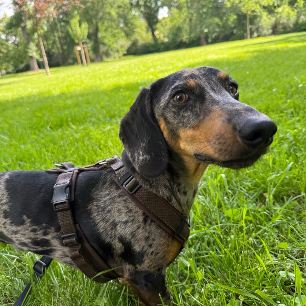 Hundetreffen-Spiel und Gassi Partner gesucht-Profilbild