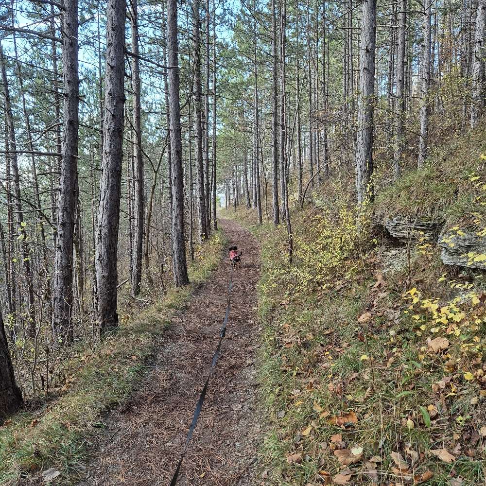 Hundetreffen-Dackel Kumpel-Profilbild