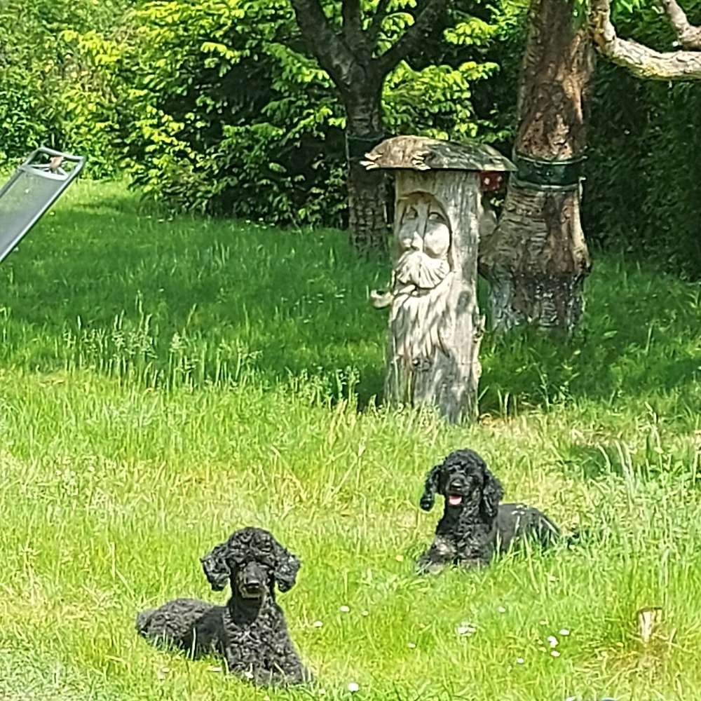 Hundetreffen-Wer hat Lust auf gemeinsame Abenteuer? Gassi gehen, Training o.ä-Profilbild