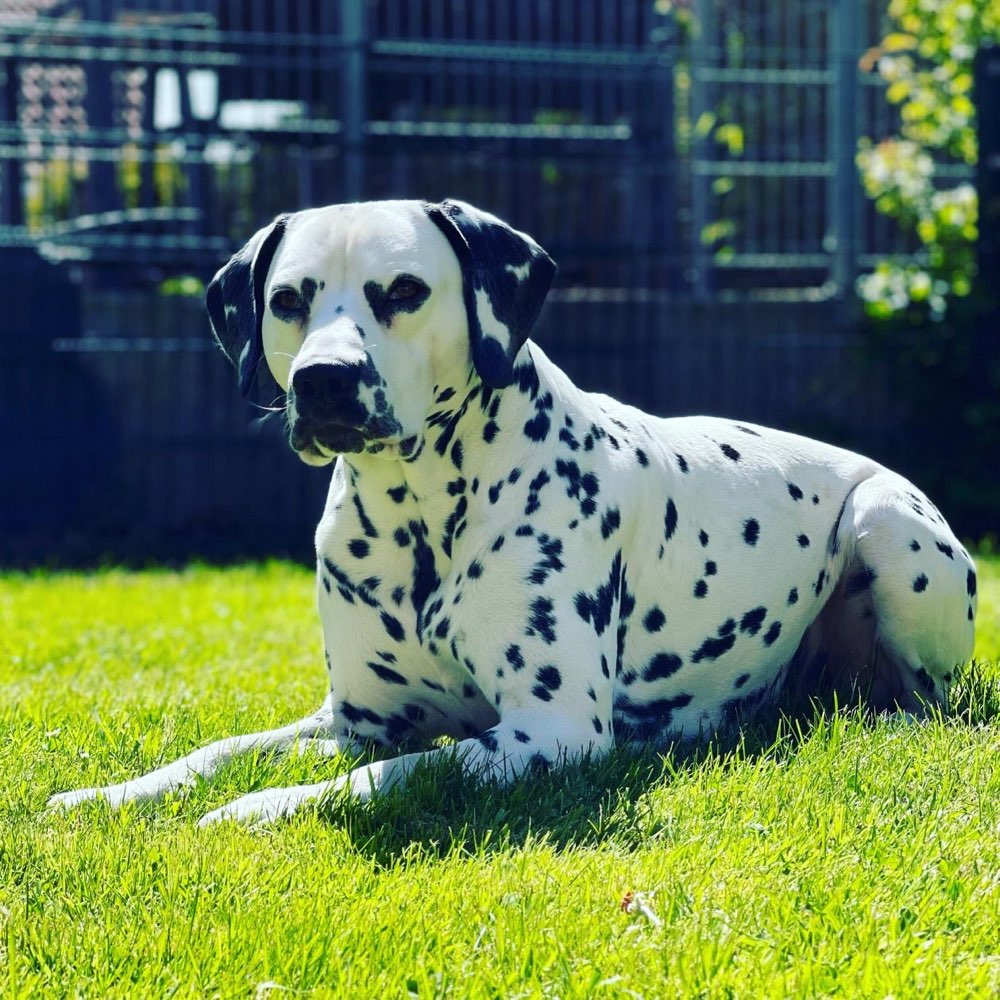 Hundetreffen-Regelmäßige Hundetreffs-Profilbild