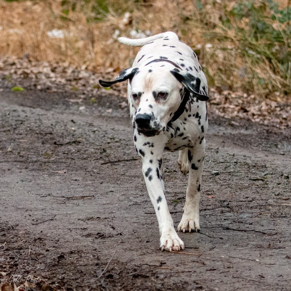 Hundetreffen-Dalmatiner Rüde sucht-Profilbild