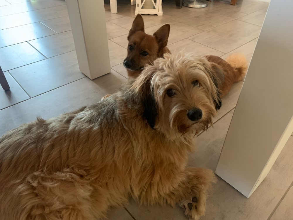 Suchmeldung-Feli-Profilbild