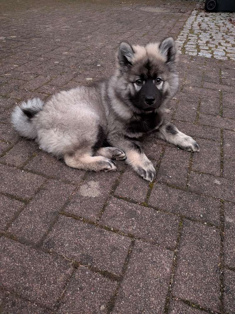 Hundetreffen-Welpentreffen Bündheim-Profilbild