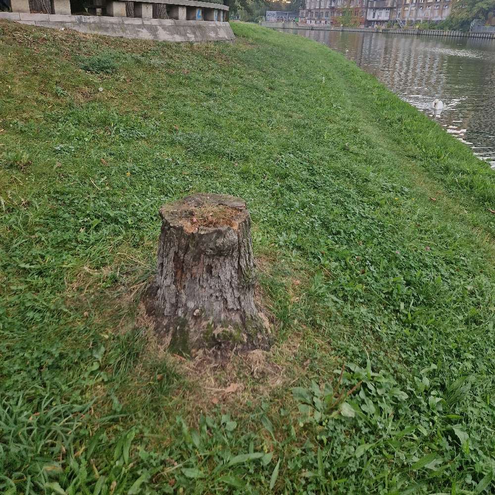 Giftköder-Rattengift/Giftköder-Profilbild