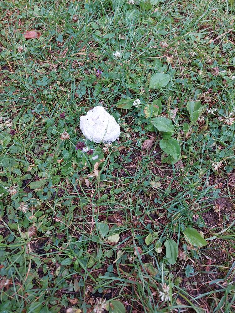 Giftköder-Giftköder-Profilbild