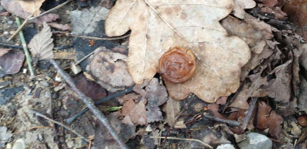 Giftköder-Mögliche Giftköder-Profilbild