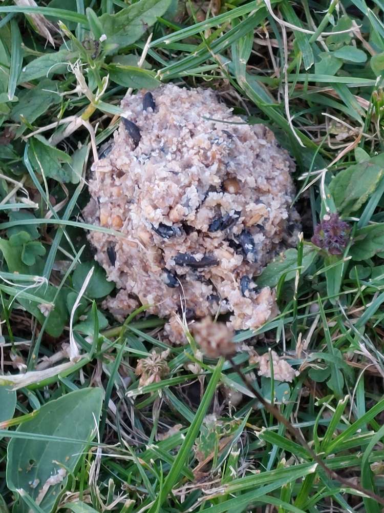 Giftköder-Giftköder-Profilbild