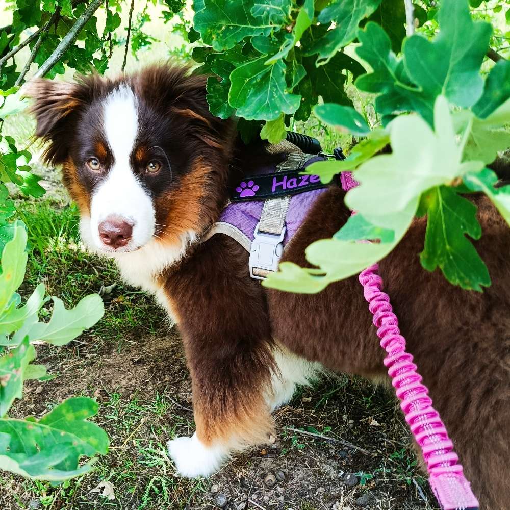 Hundetreffen-Spielpartner und Gassifreunde gesucht-Profilbild