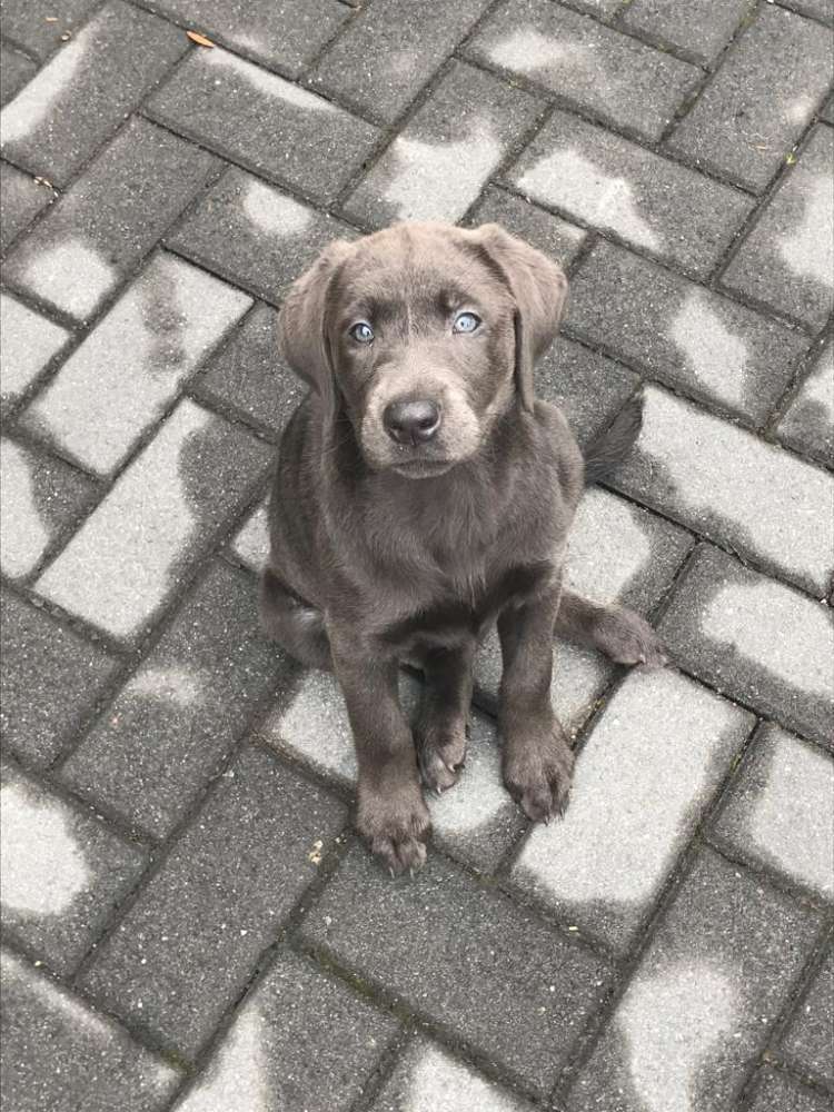 Hundetreffen-Welpentreffen-Profilbild