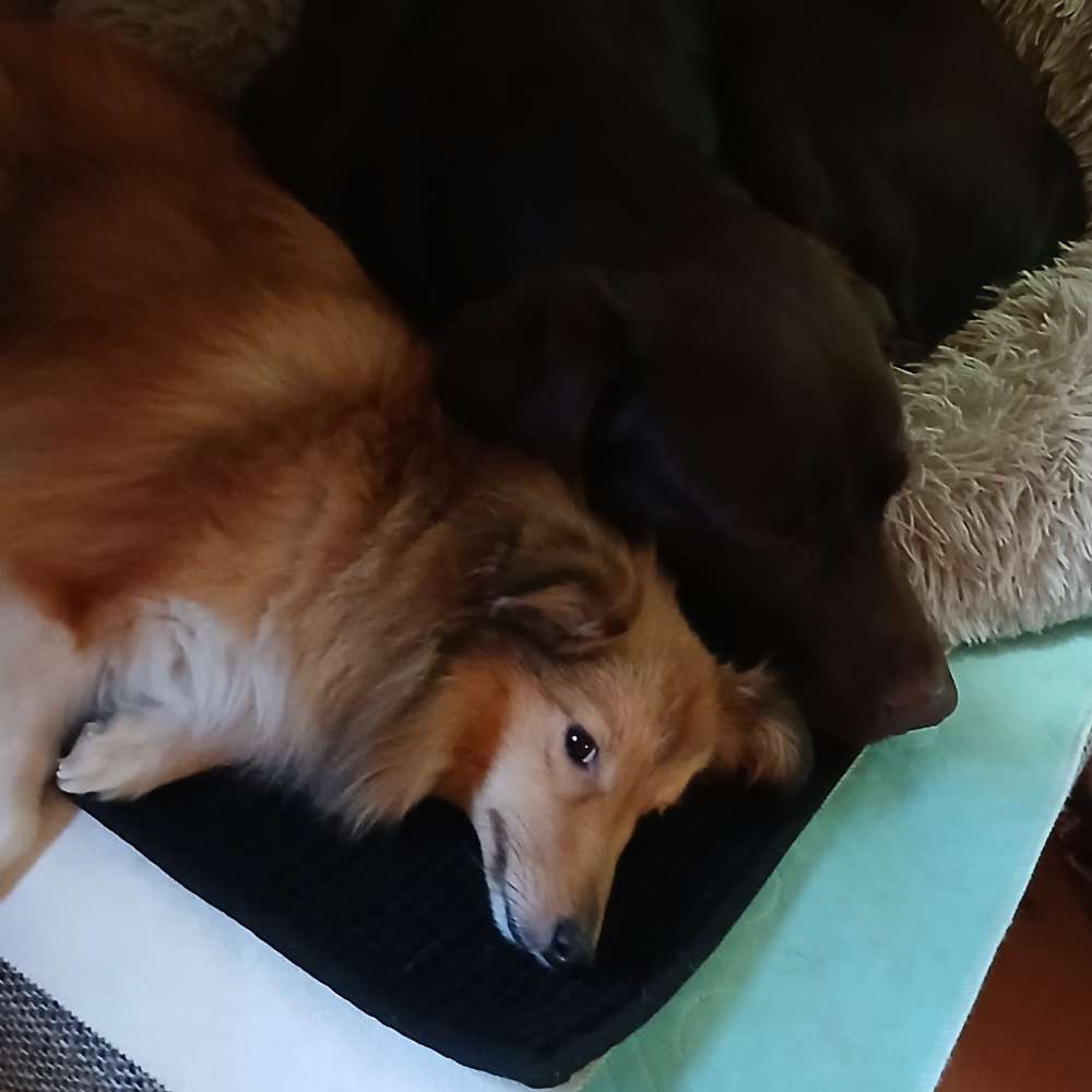 Hundetreffen-Gemeinsam spazieren oder Training-Profilbild