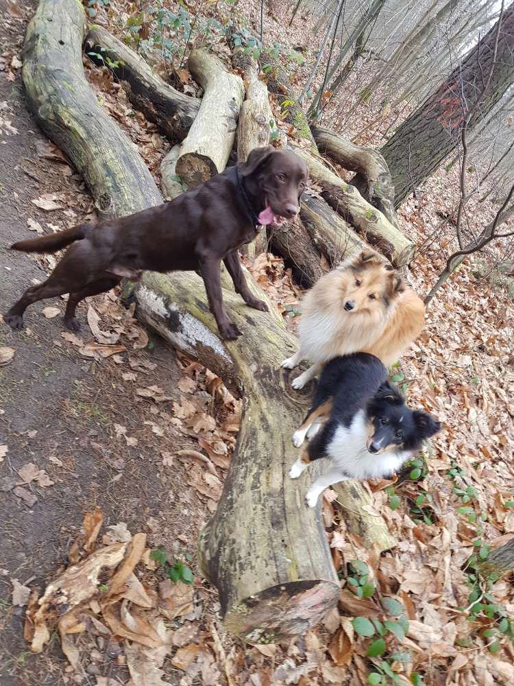 Hundetreffen-Spaziergang oder Training-Profilbild