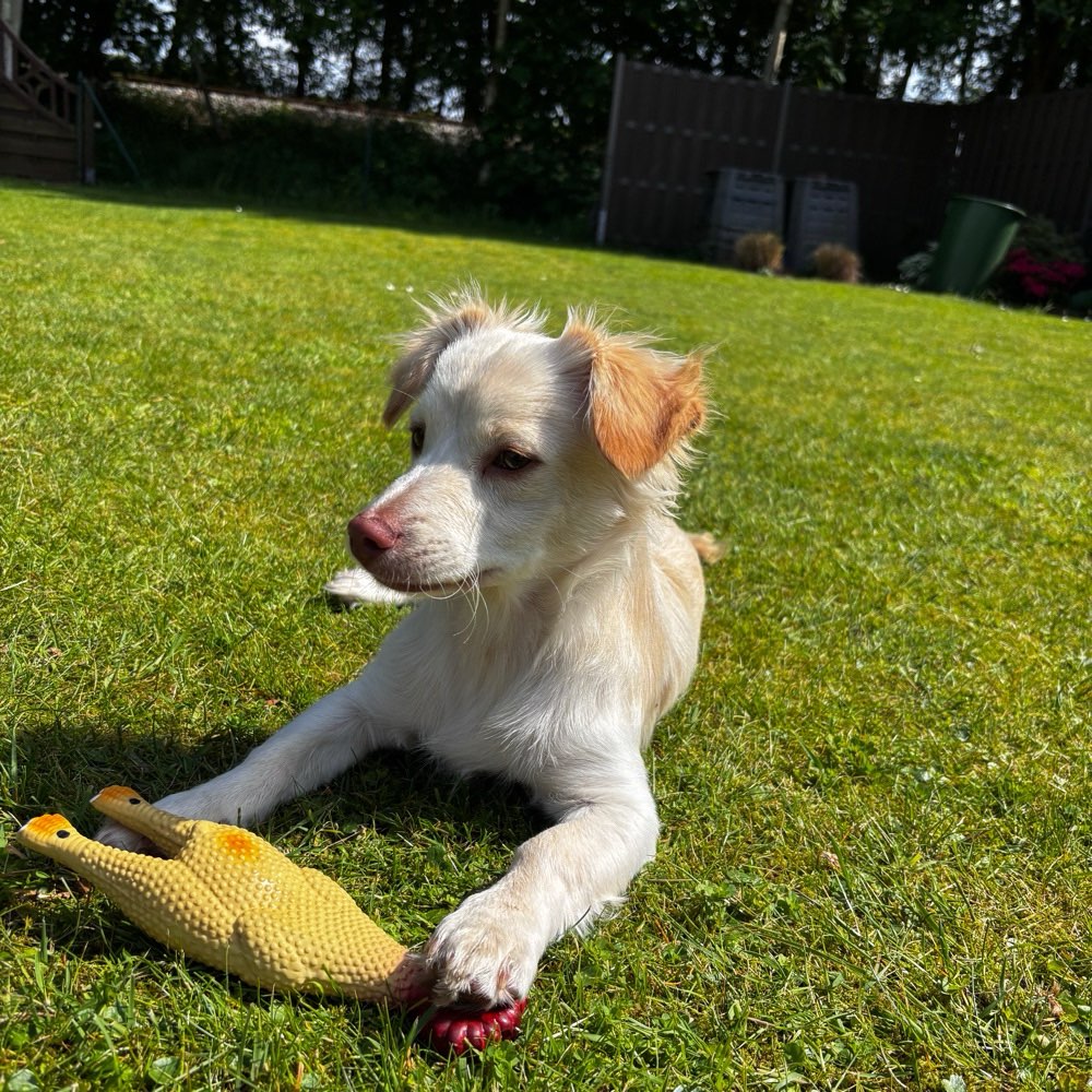 Hundetreffen-Spaziergänge evtl auch mal spielen-Profilbild
