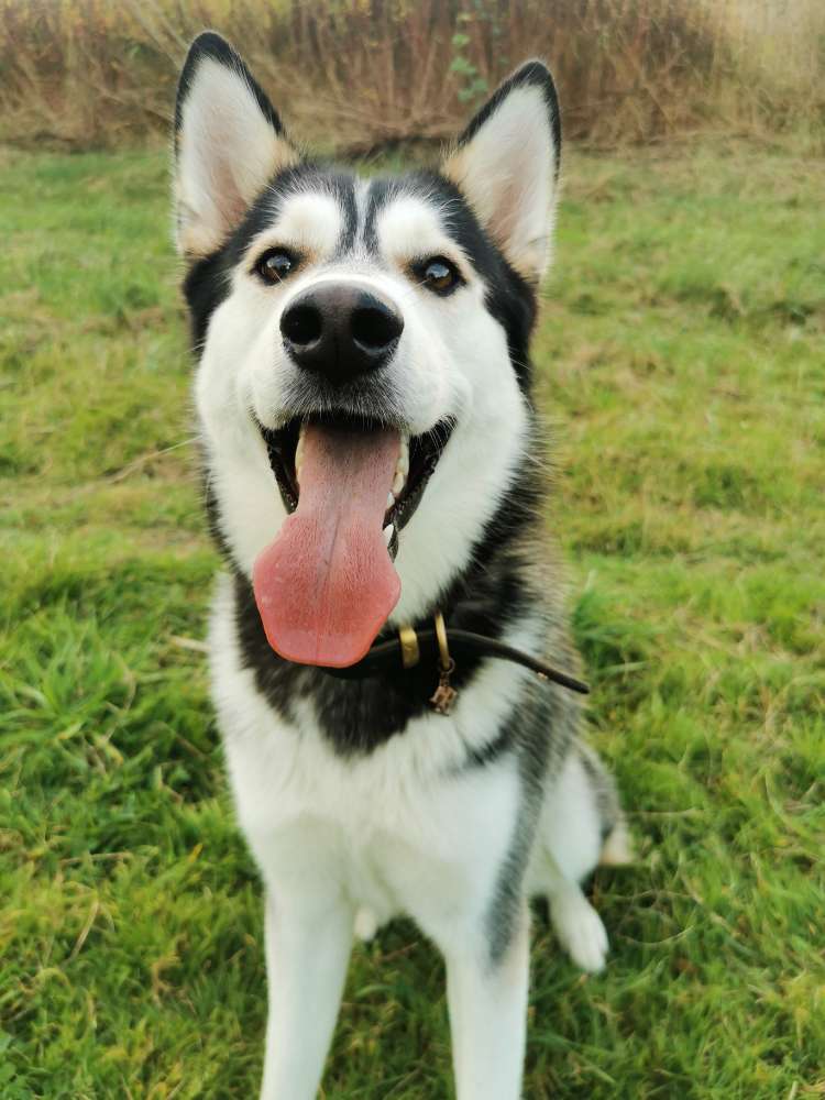 Hundetreffen-Suche Playdates-Profilbild