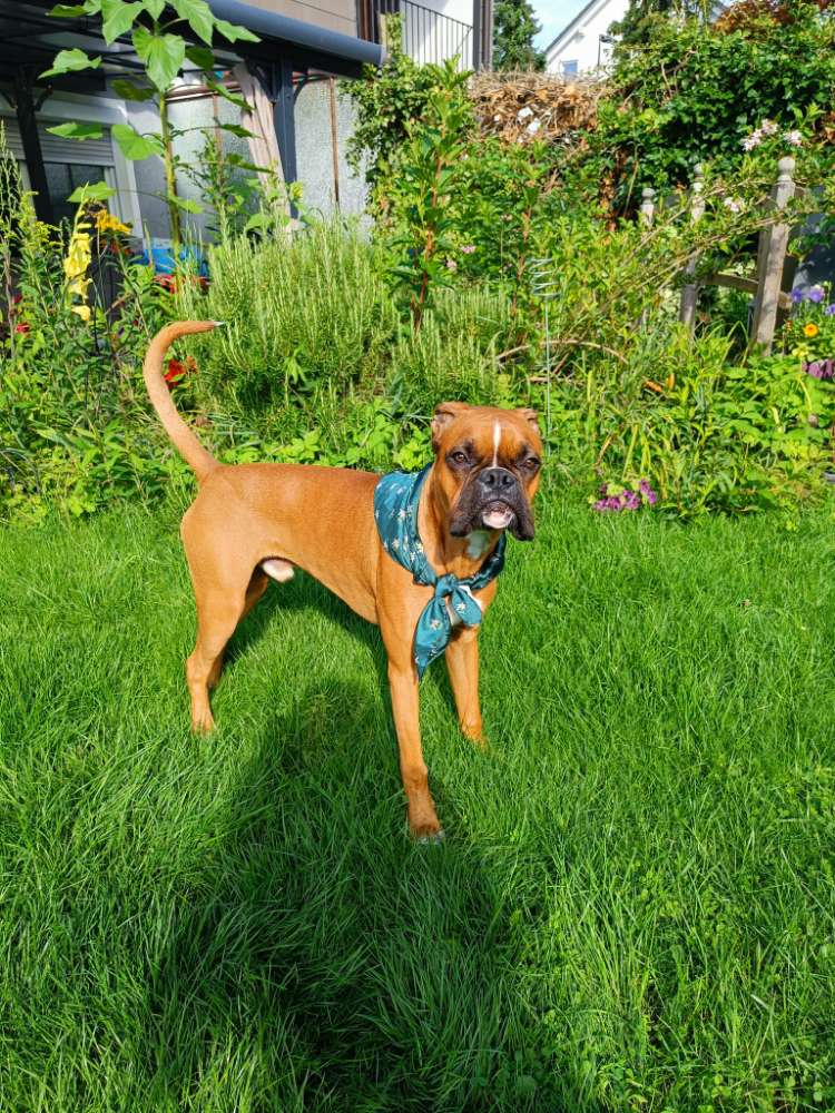 Hundetreffen-Treffen für gemeinsame Spaziergänge und Spielen-Profilbild