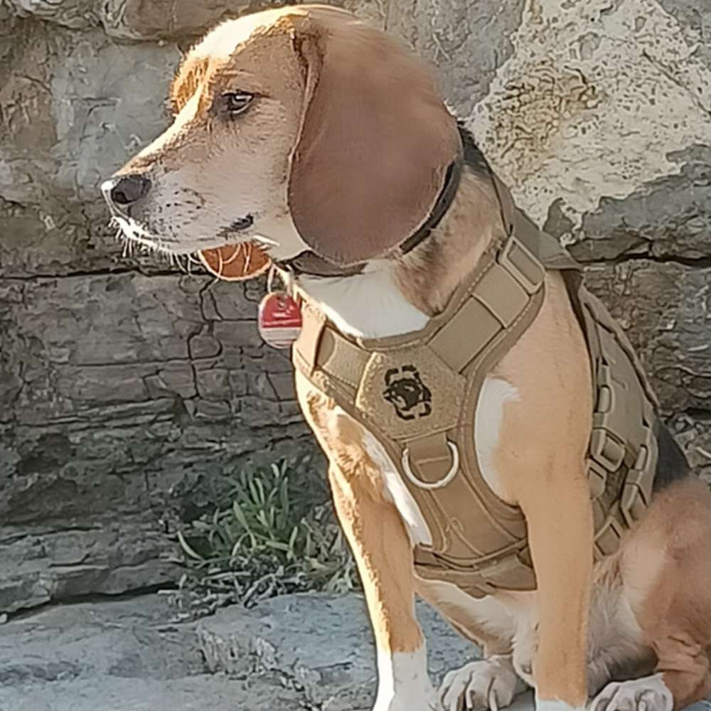 Hundetreffen-Gassitreff-Profilbild