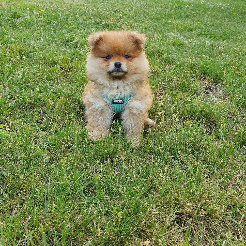 Hundetreffen-Gassirunde Gemeinde Nohfelden-Profilbild