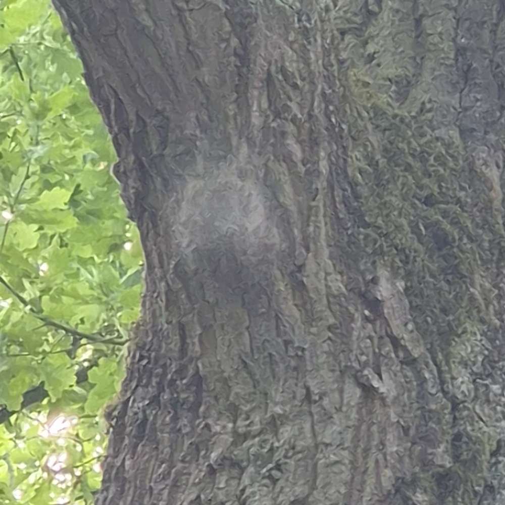 Giftköder-Eichenprozessionsspinner-Profilbild